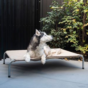 Superior Pet Goods Raised steel bed with a Hessian cover shows a husky comfortably laying on top