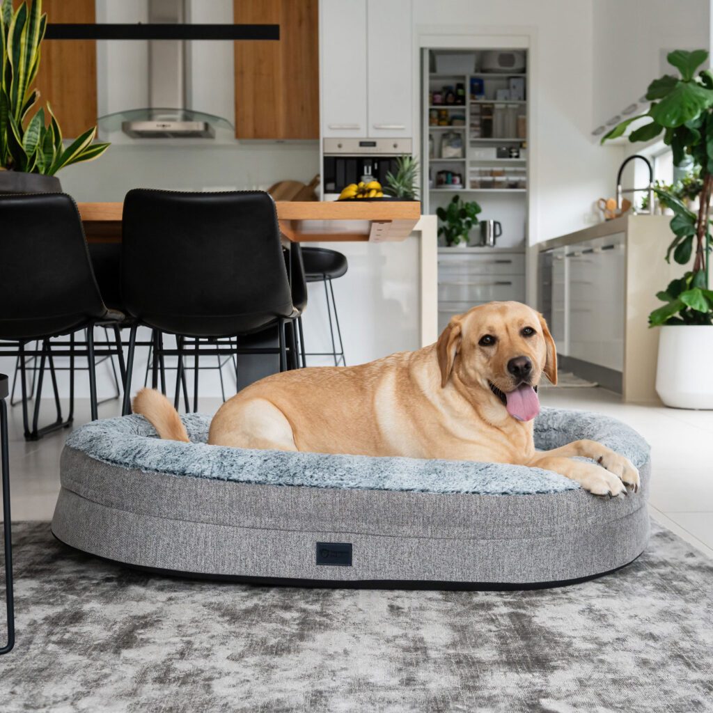 Golden labrador lounging on the Superior Pet Goods Ortho Memory Rest bed
